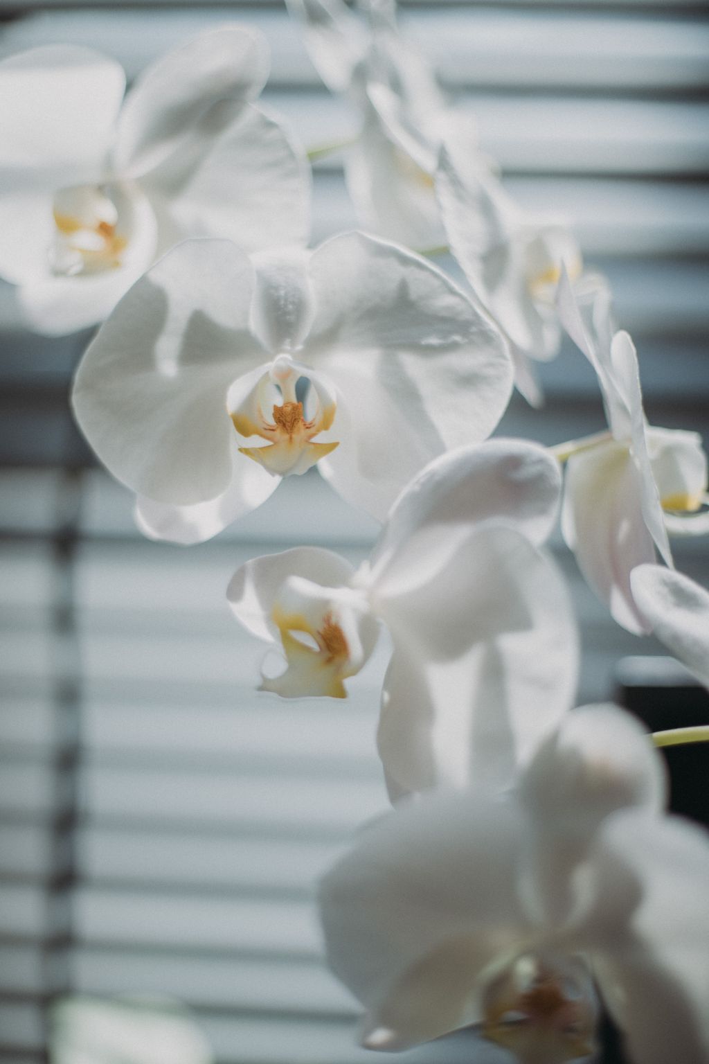 [DCP snaps] Kuromelo: Vol.10 (105 photos) 