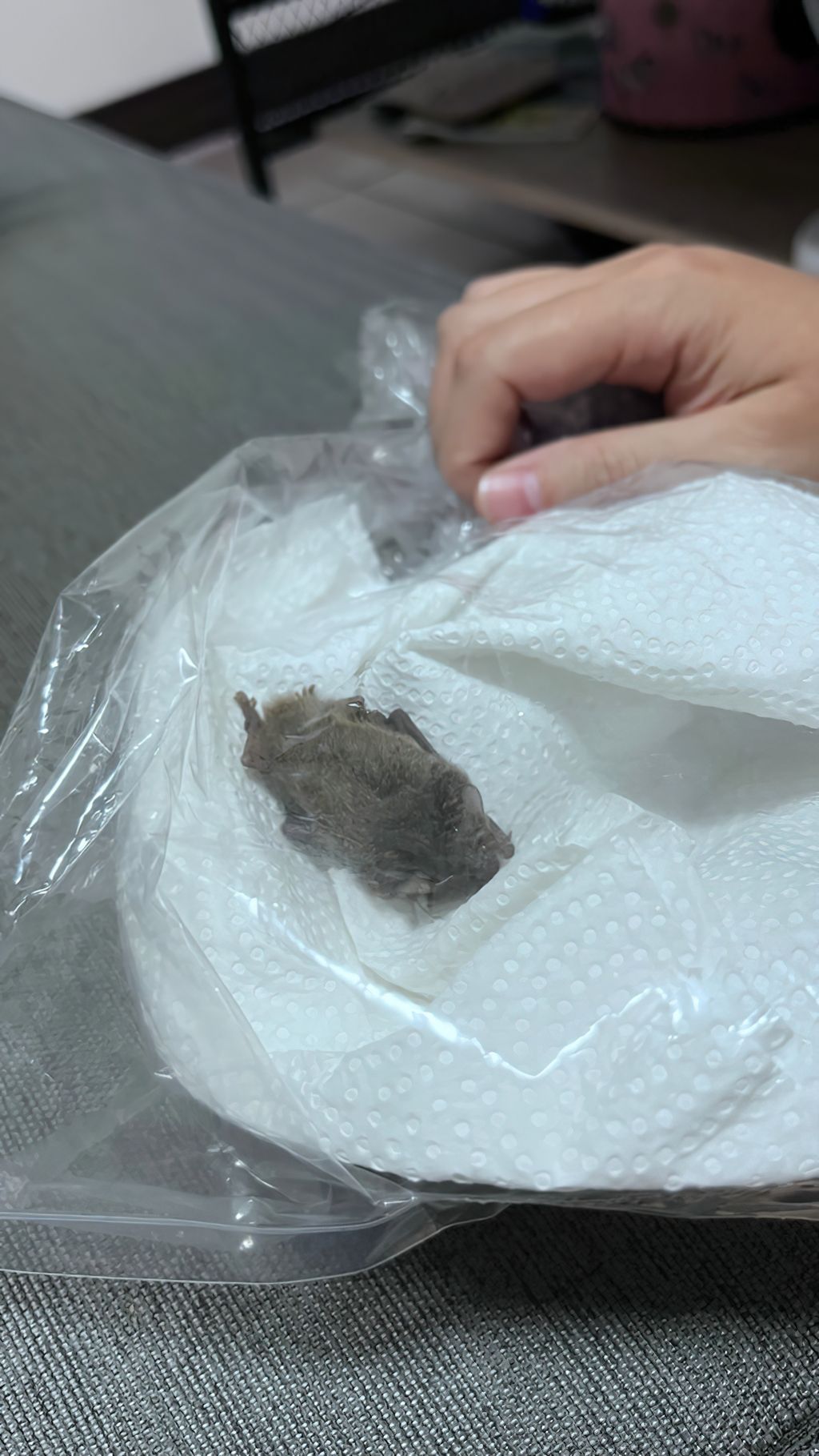 catmint_2022(猫薄荷): OnlyFans反差萝莉 收费订阅合集 (424 photos + 194 videos) 4 catmint_2022(猫薄荷): OnlyFans反差萝莉 收费订阅合集 (424 photos + 194 videos) 4